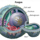 Image for article titled The Mushroom Kingdom: Our Closest Relatives, Our Deadliest Enemies